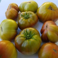 Everett's Rusty Oxheart